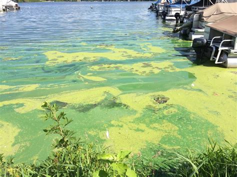 Headed to the lake? Check for toxic algae blooms
